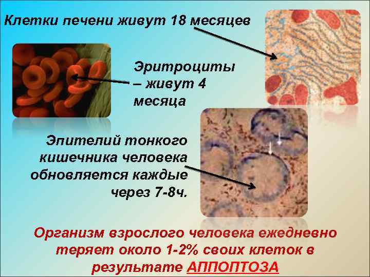 Клетки печени живут 18 месяцев Эритроциты – живут 4 месяца Эпителий тонкого кишечника человека