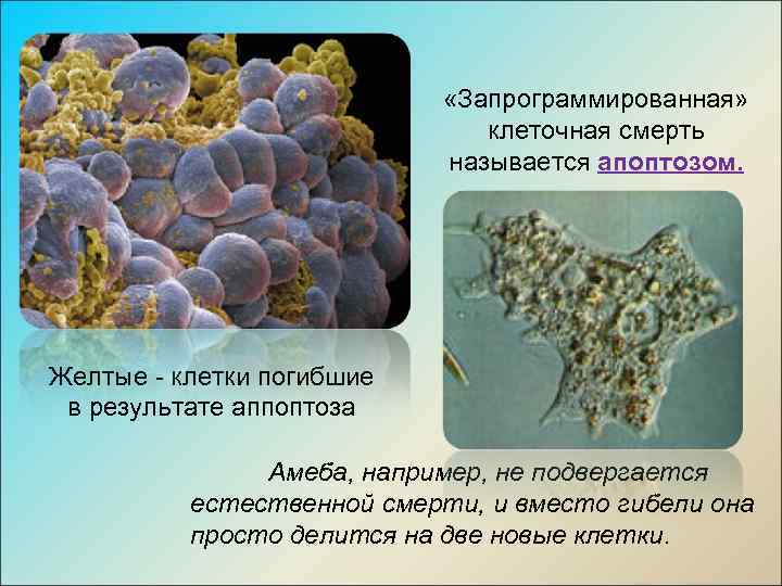  «Запрограммированная» клеточная смерть называется апоптозом. Желтые - клетки погибшие в результате аппоптоза Амеба,