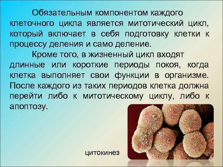 Обязательным компонентом каждого клеточного цикла является митотический цикл, который включает в себя подготовку клетки