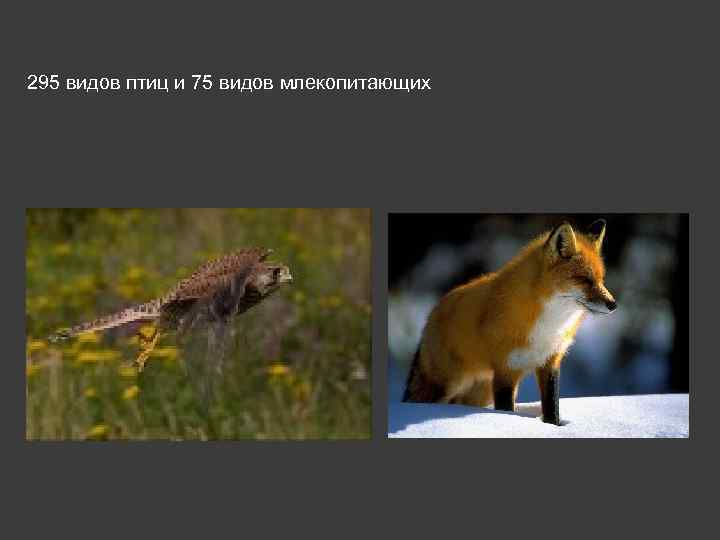  295 видов птиц и 75 видов млекопитающих 