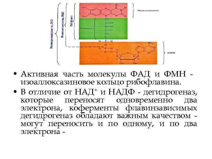  • Активная часть молекулы ФАД и ФМН изоаллоксазиновое кольцо рибофлавина. • В отличие