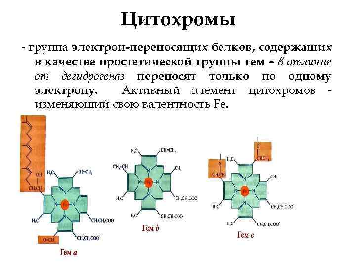 Цитохромы группа электрон-переносящих белков, содержащих в качестве простетической группы гем – в отличие от