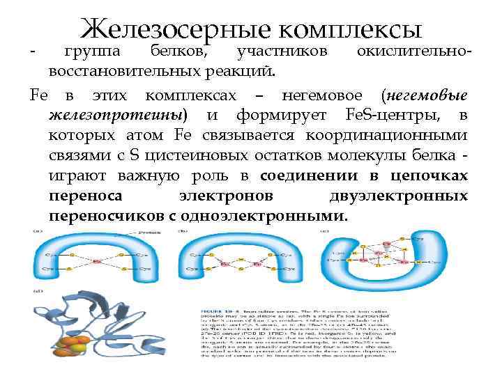  Железосерные комплексы группа белков, участников окислительно восстановительных реакций. Fe в этих комплексах –