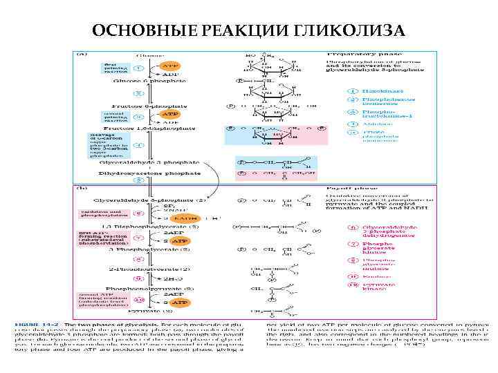 ОСНОВНЫЕ РЕАКЦИИ ГЛИКОЛИЗА 