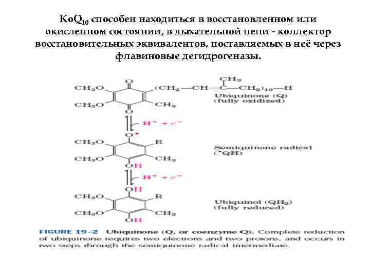 Ко. Q 10 способен находиться в восстановленном или окисленном состоянии, в дыхательной цепи -