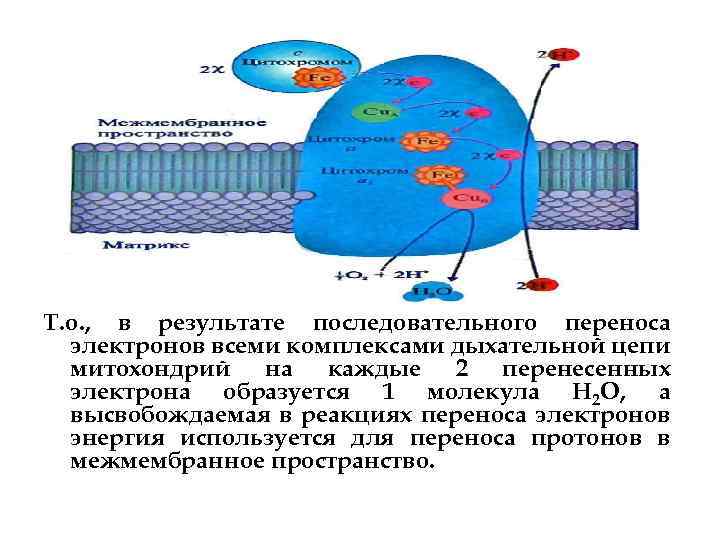 Т. о. , в результате последовательного переноса электронов всеми комплексами дыхательной цепи митохондрий на