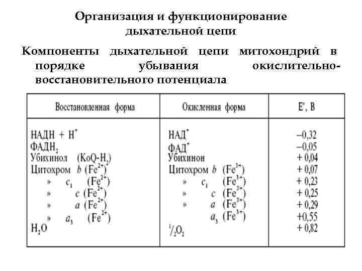 Организация и функционирование дыхательной цепи Компоненты дыхательной цепи митохондрий в порядке убывания окислительновосстановительного потенциала