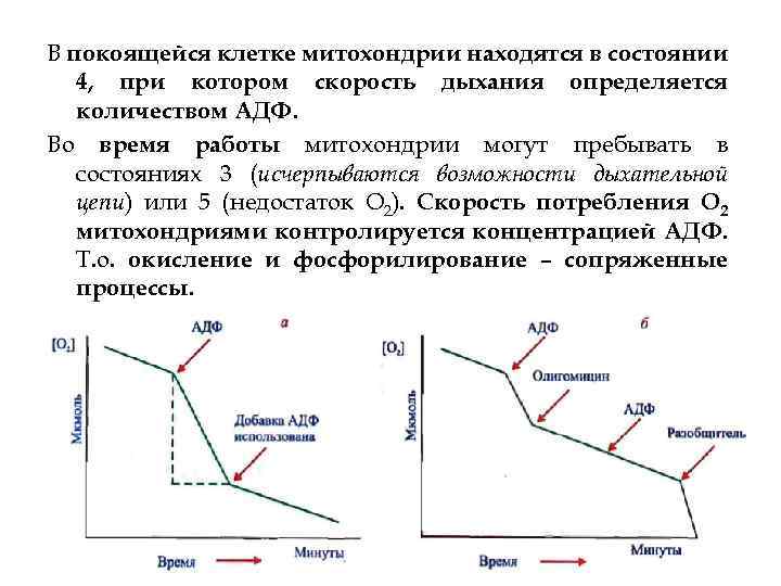 В покоящейся клетке митохондрии находятся в состоянии 4, при котором скорость дыхания определяется количеством