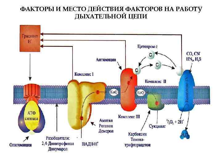 ФАКТОРЫ И МЕСТО ДЕЙСТВИЯ ФАКТОРОВ НА РАБОТУ ДЫХАТЕЛЬНОЙ ЦЕПИ 
