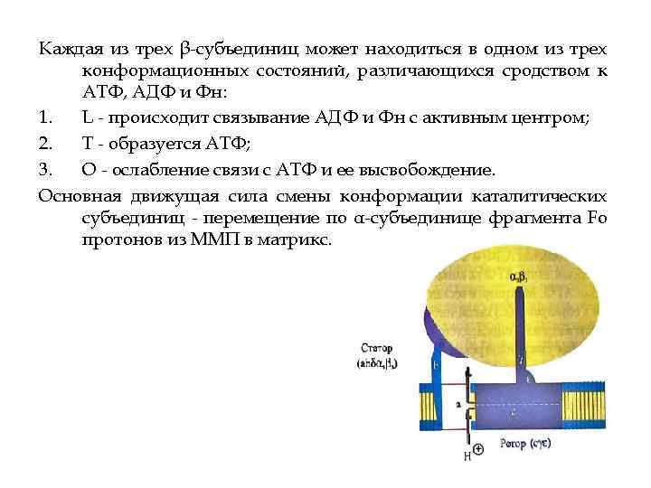 Каждая из трех β субъединиц может находиться в одном из трех конформационных состояний, различающихся