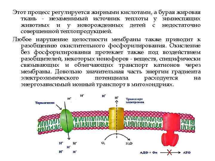 Этот процесс регулируется жирными кислотами, а бурая жировая ткань незаменимый источник теплоты у зимнеспящих