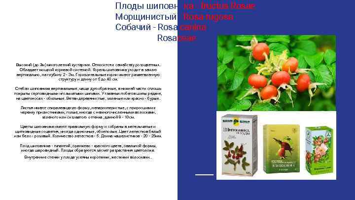 Плоды шиповника - fructus Rosae Морщинистый - Rosa rugosa Собачий - Rosa canina Rosaceae
