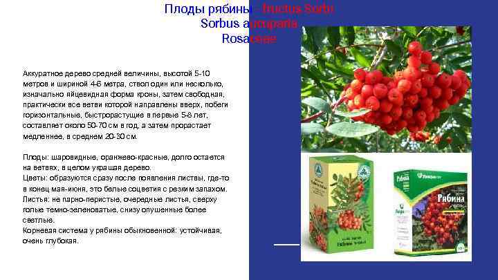 Плоды рябины - fructus Sorbi Sorbus aucuparia Rosaceae Аккуратное дерево средней величины, высотой 5