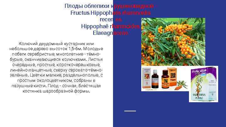 Плоды облепихи крушиновидной Fructus Hippophaёs rhamnoidis recentes Hippophаё rhamnoides Elaeagnaceae Колючий двудомный кустарник или