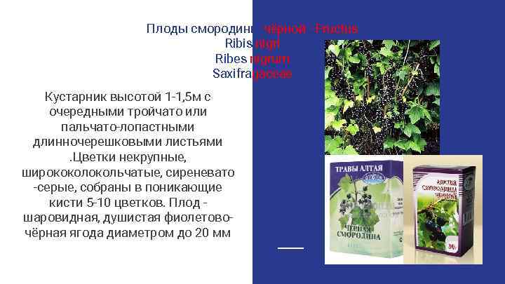 Плоды смородины чёрной - Fructus Ribis nigri Ribes nigrum Saxifragaceae Кустарник высотой 1 -1,