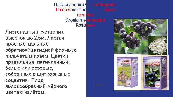 Плоды аронии черноплодной Fructus Aroniae melanocarpae recentes Aronia melanocarpa Rosaceae Листопадный кустарник высотой до