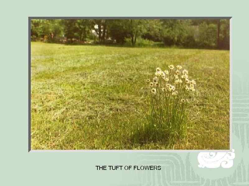 THE TUFT OF FLOWERS 