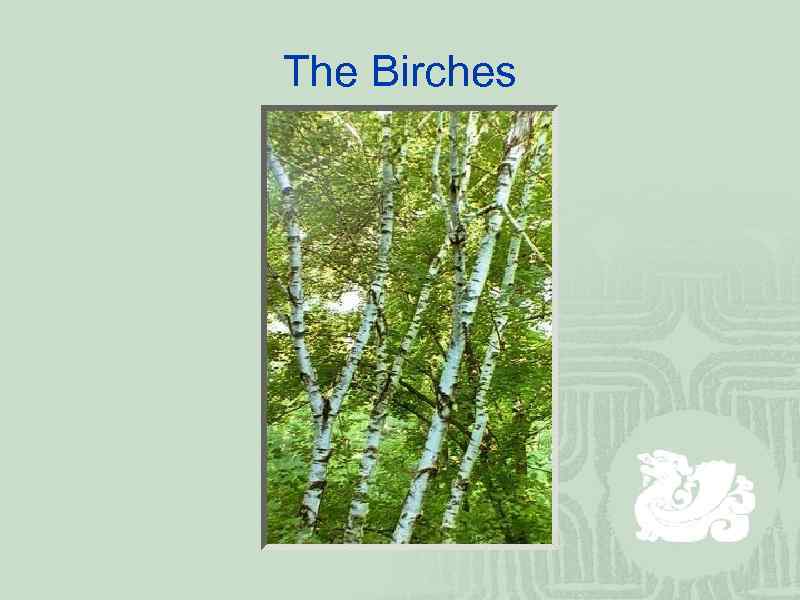 The Birches 