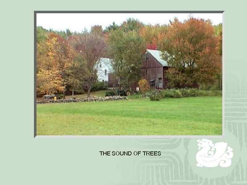 THE SOUND OF TREES 