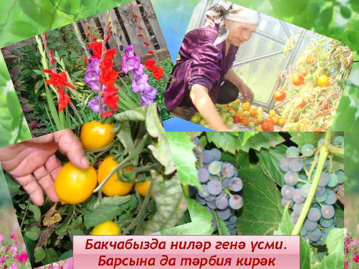 Бакчабызда ниләр генә үсми. Барсына да тәрбия кирәк 