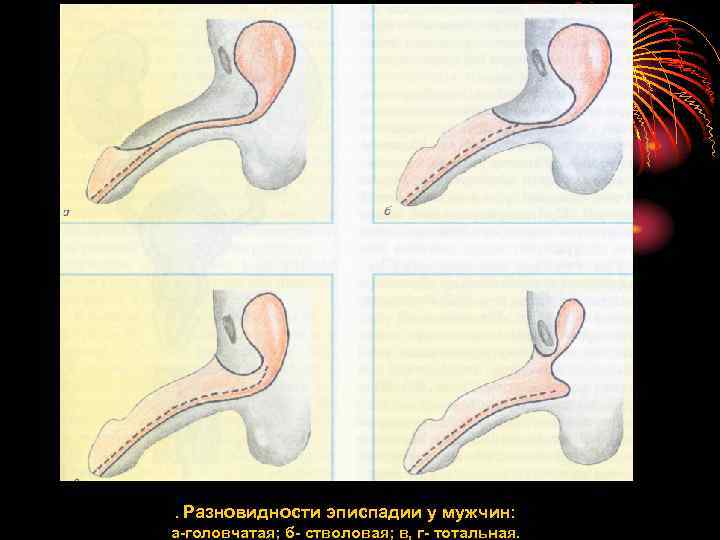 Schokomuschi verschlingt Penis 