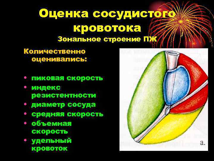 Оценка сосудистого кровотока Зональное строение ПЖ Количественно оценивались: • пиковая скорость • индекс резистентности