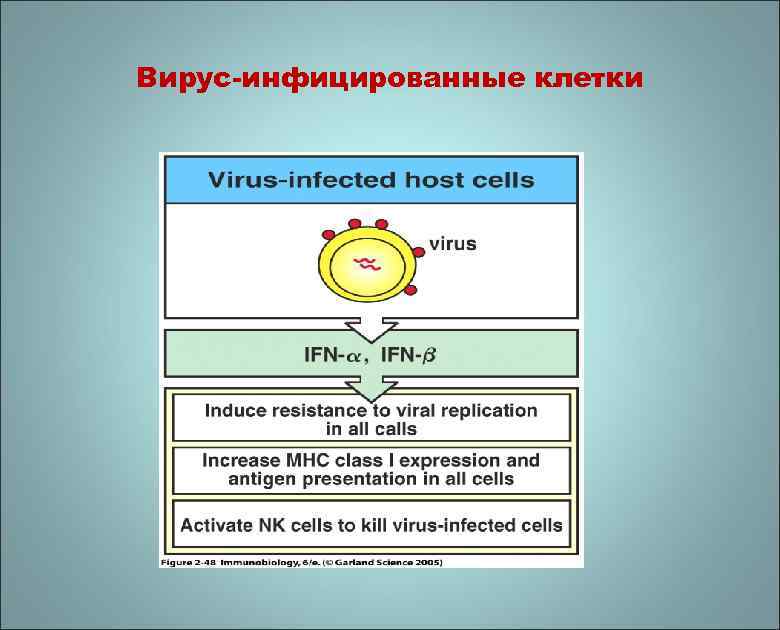 Вирус-инфицированные клетки 
