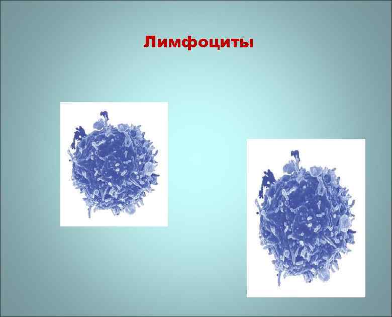 Лимфоциты 