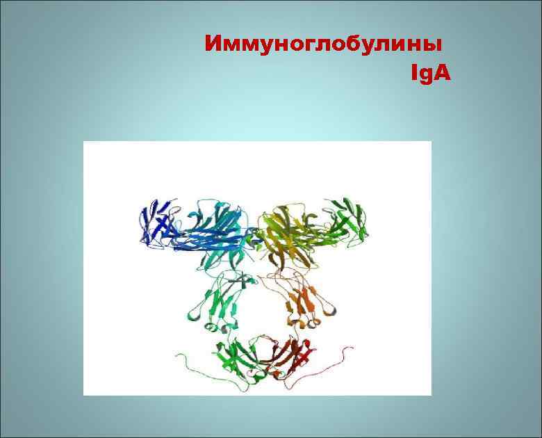 Иммуноглобулины Ig. A 