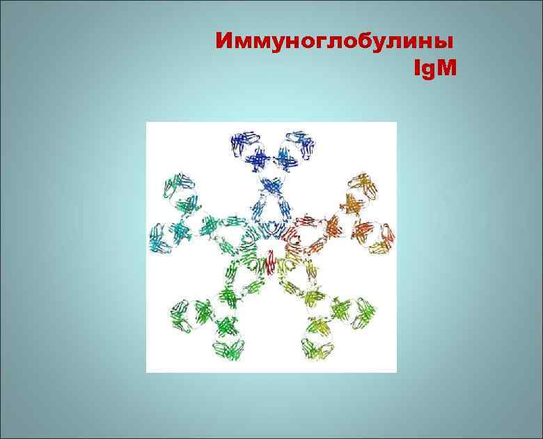 Иммуноглобулины Ig. M 