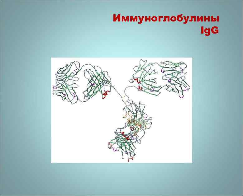 Иммуноглобулины Ig. G 