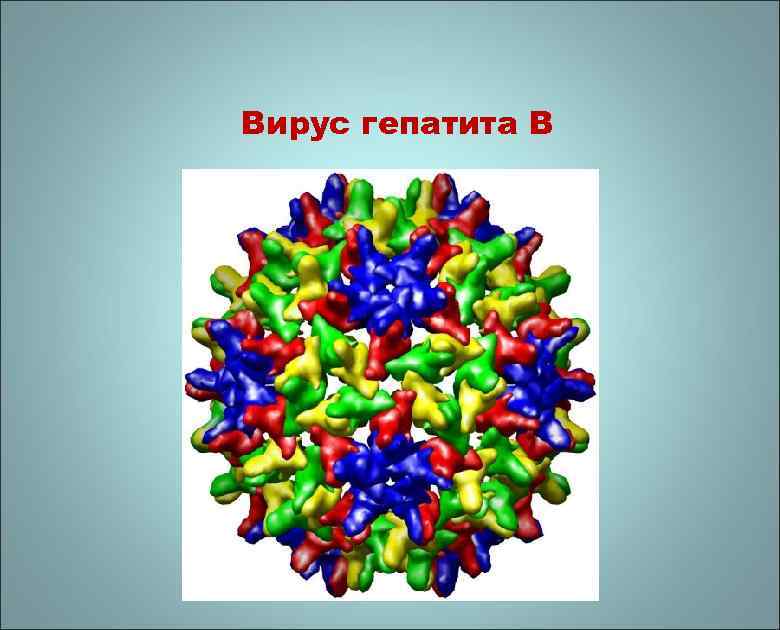 Вирус гепатита В 