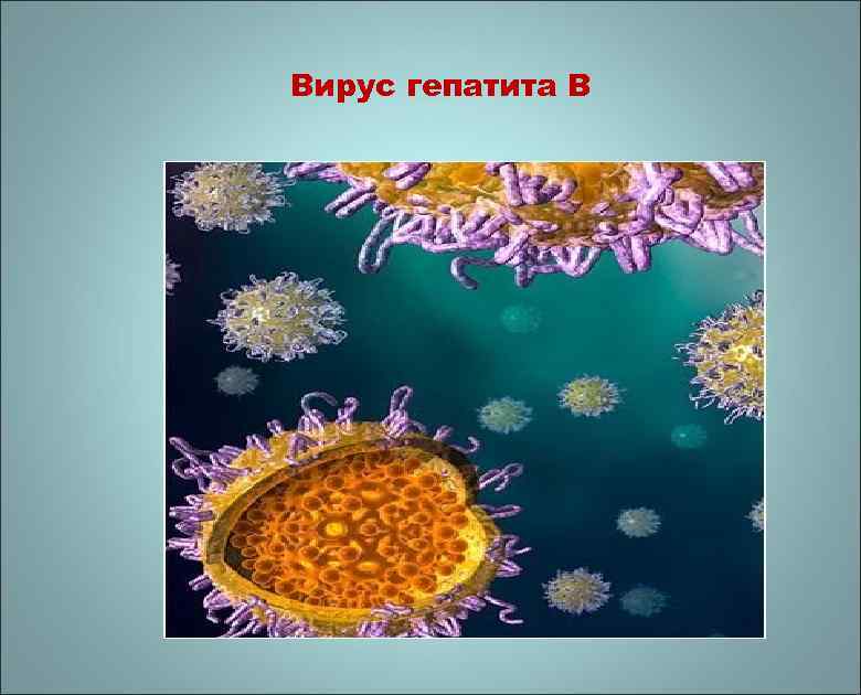 Вирус гепатита В 