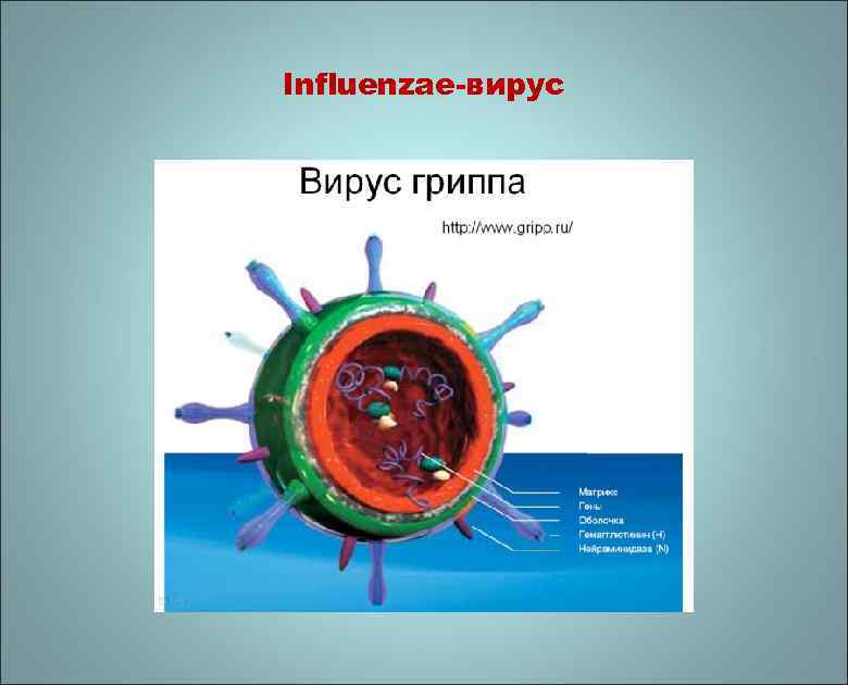 Influenzae-вирус 