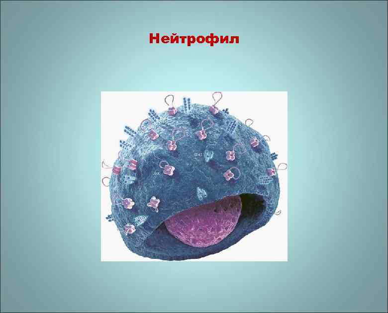 Нейтрофил 