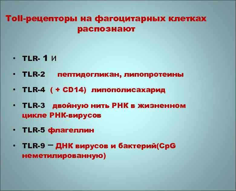 Toll-рецепторы на фагоцитарных клетках распознают • TLR- 1 • TLR-2 и пептидогликан, липопротеины •