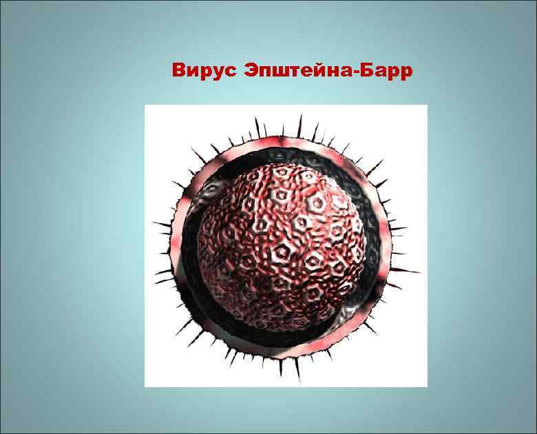 Вирус Эпштейна-Барр 