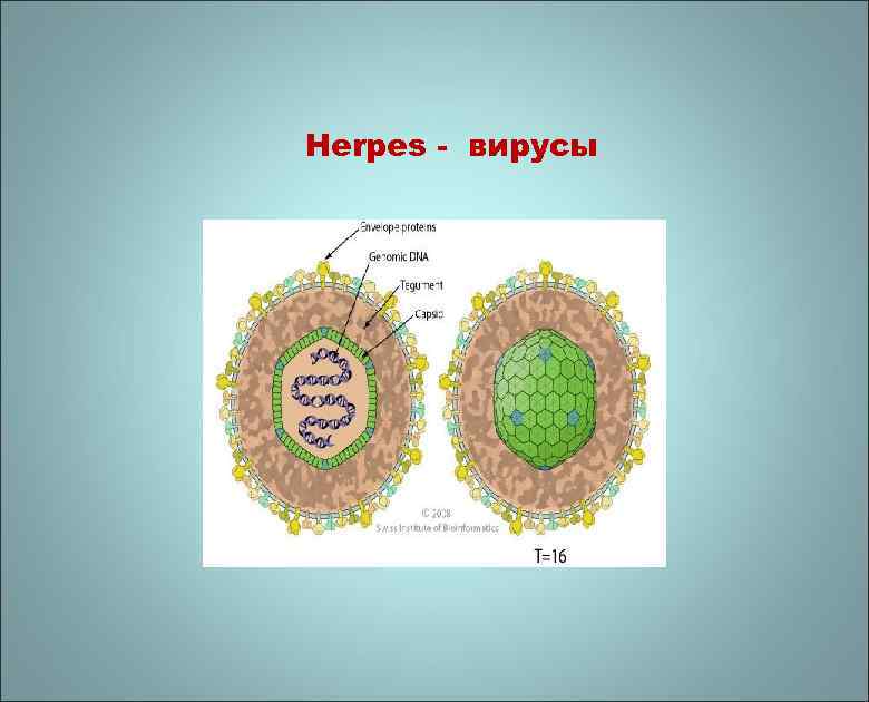 Herpes - вирусы 