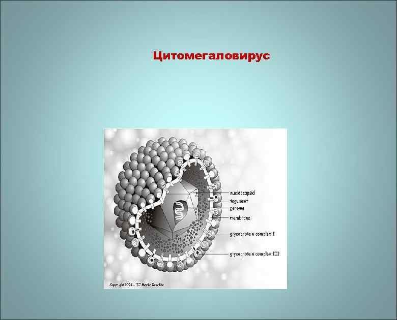 Цитомегаловирус 