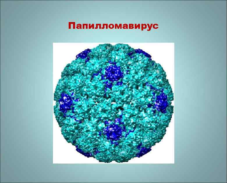 Папилломавирус 
