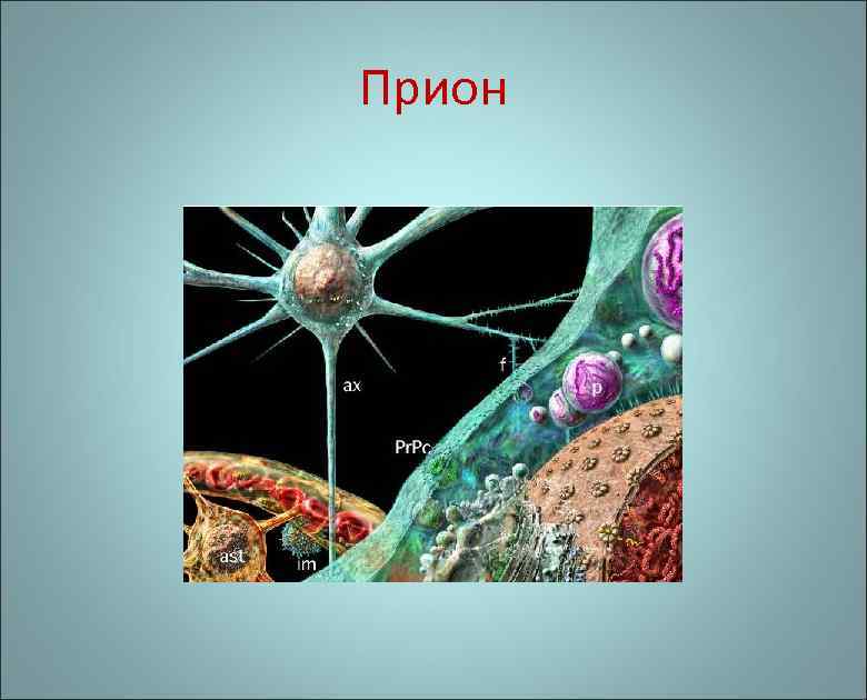 Прион 