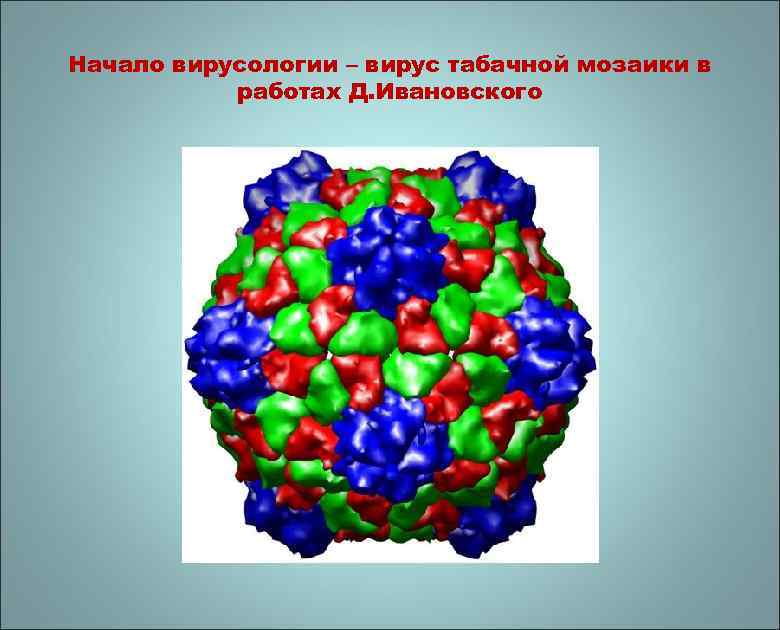Начало вирусологии – вирус табачной мозаики в работах Д. Ивановского 