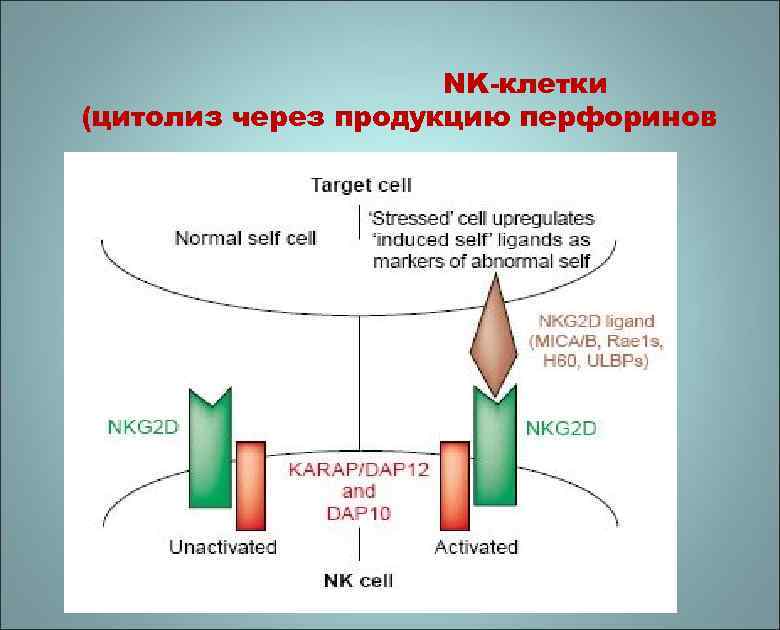 NK-клетки (цитолиз через продукцию перфоринов и гранзимов) 