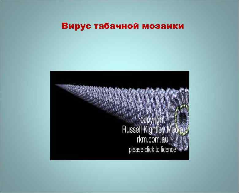 Вирус табачной мозаики 