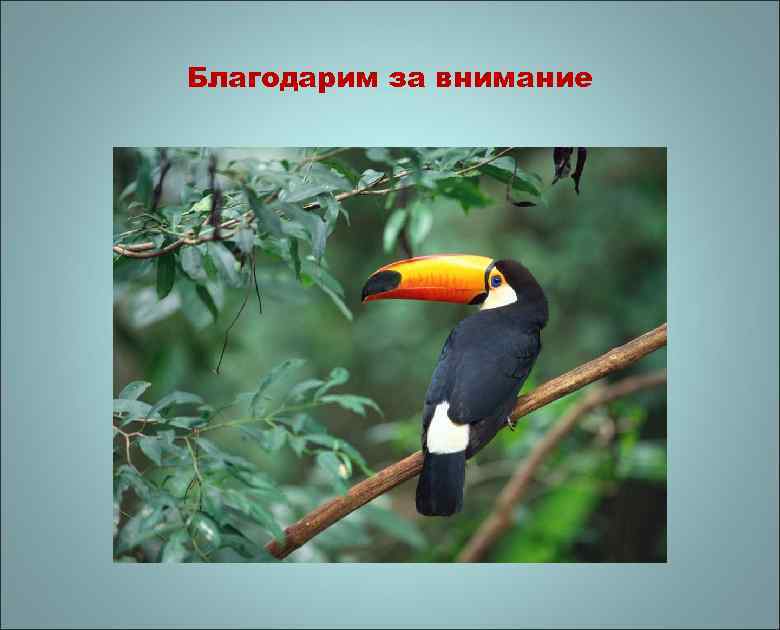 Благодарим за внимание 