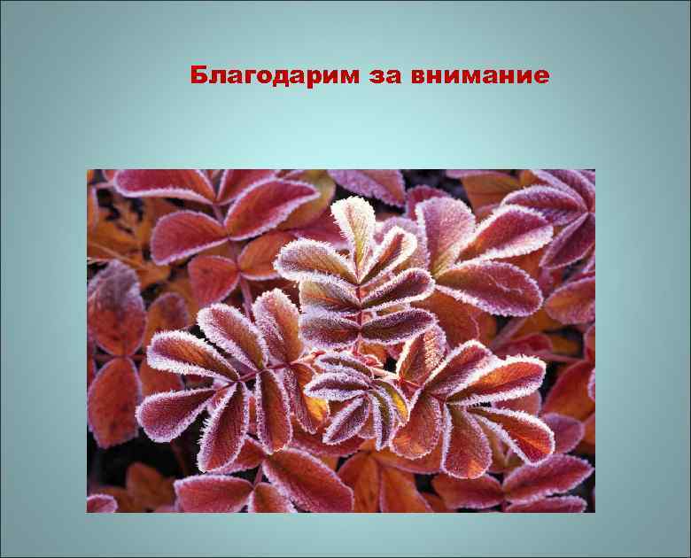 Благодарим за внимание 