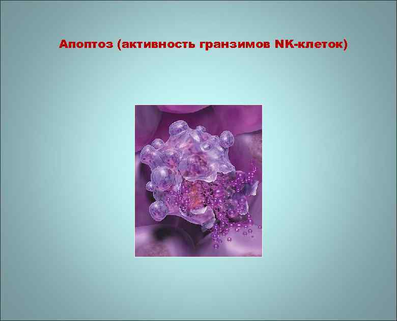 Апоптоз (активность гранзимов NK-клеток) 