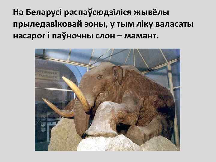 На Беларусі распаўсюдзіліся жывёлы прыледавіковай зоны, у тым ліку валасаты насарог і паўночны слон