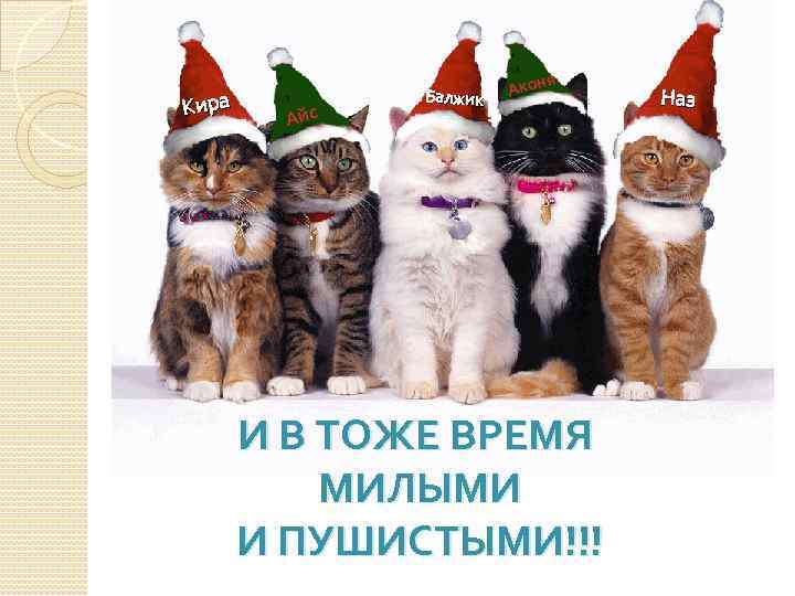 Кира Айс Балжик я Акон И В ТОЖЕ ВРЕМЯ МИЛЫМИ И ПУШИСТЫМИ!!! Наз 