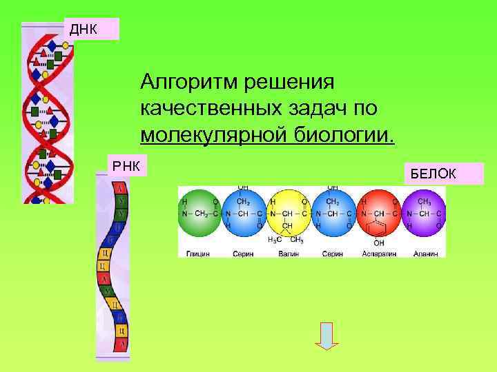 Презентация по биологии решение задач по молекулярной биологии